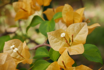 yellow bougainvillea flowers blooms in soft color and blur style for background