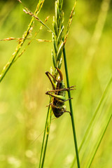 Grasshüpfer