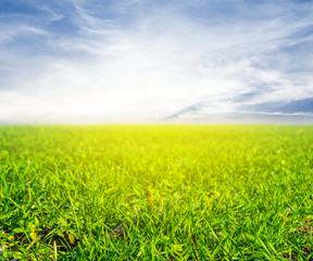 beautiful green rural field in a sunlight, natural background