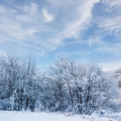 Obraz na płótnie Canvas beautiful quiet winter forest in a snow