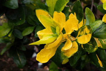 Croton, Variegated Laurel, Garden Croton (Codiaeum variegatum (L.) Rumph. ex A.Juss.) Yellow leaves...