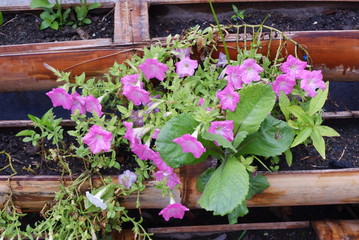 Purple Flower Trails in bamboo rails.