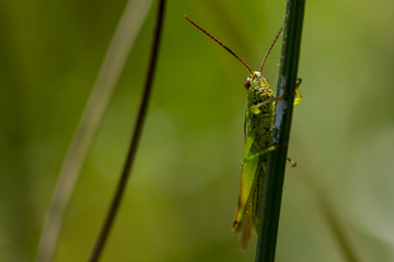 Grasshüpfer