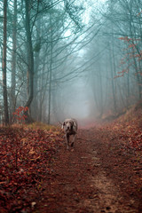 Weimaraner Jagdhund auf einem Waldweg im Nebel