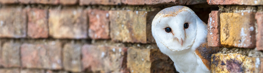 Barn Owl Looking Out of a Hole in a Wall Panorama