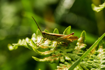 Grasshüpfer