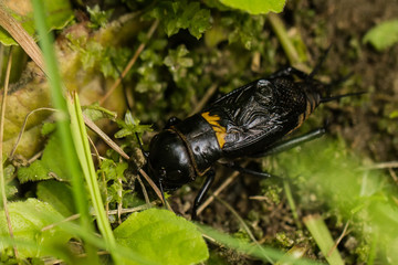 Grasshüpfer