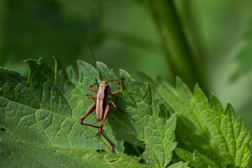 Grasshüpfer