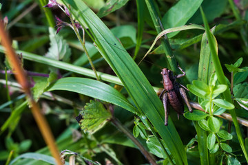 Grasshüpfer