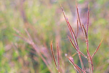 Swollen finger grass (Chloris barbata) with blurry green grass and sunlight background , copy space.