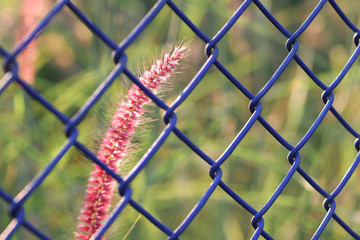 Mission grass (Pennisetum polystachyon (L.) Schult.) with blurry green grass background  and a fence in front, copy space.