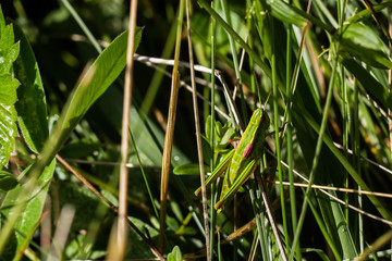 Grasshüpfer