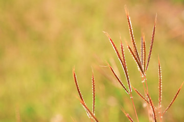 Swollen finger grass (Chloris barbata) with blurry green grass and sunlight background , copy space.