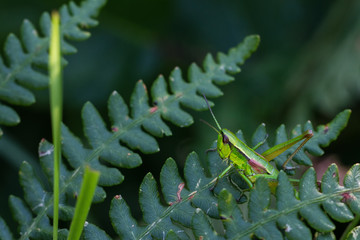 Naklejka premium Grasshüpfer