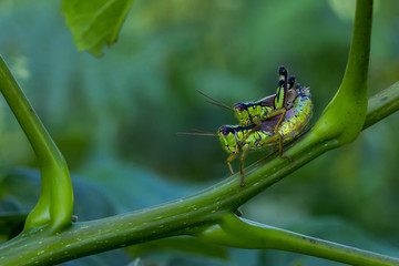 Grasshüpfer