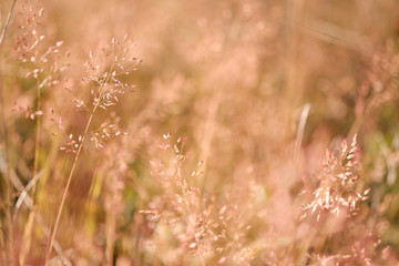 Grassy grass field with sunlight into a blurred background image suitable for wallpapers.