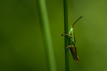 Grasshüpfer