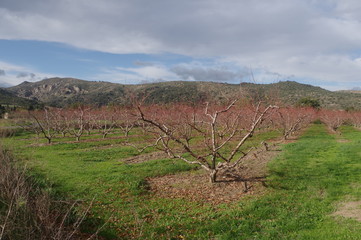 Arbres fruitiers à l'automne