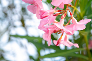 Light pink oleander flower blooming with green leaf (Nerium oleander L.).