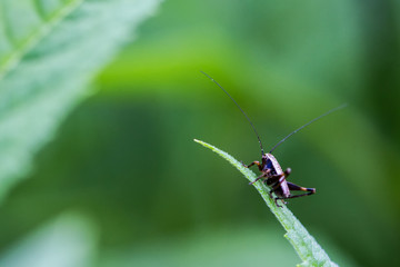 Grasshüpfer