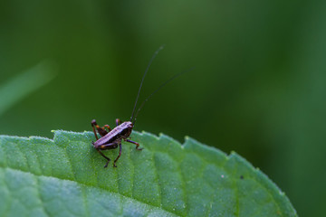 Grasshüpfer