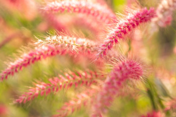 Close up Mission grass (Pennisetum polystachyon (L.) Schult.), Red grass field background.