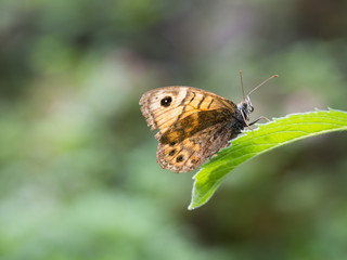 Obraz premium Lasiommata megera, or wall brown butterfly sitting on a green leaf