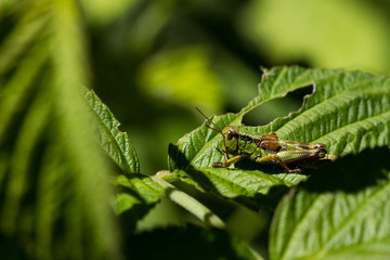 Grasshüpfer