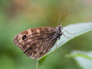 Lasiommata megera, or wall brown butterfly sitting on a green leaf