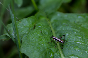 Grasshüpfer