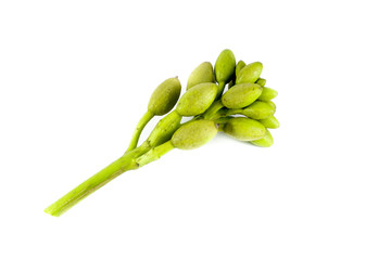 Broken bones tree Close up