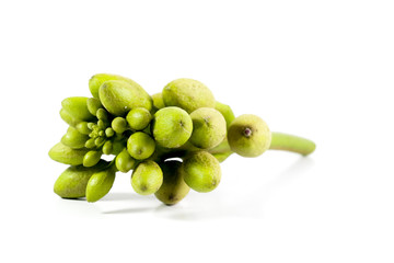 Broken bones tree Close up