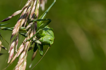Grasshüpfer