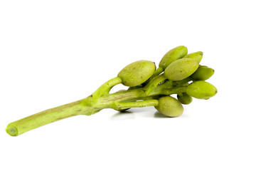 Broken bones tree Close up