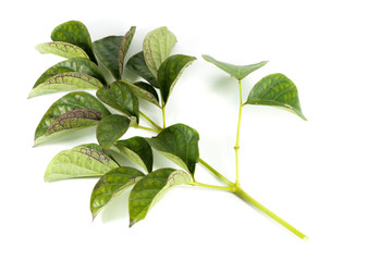 Broken bones tree Close up