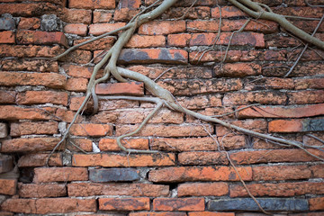 The walls of the walls are old orange brick. Root old wall archi