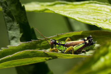 Grasshüpfer