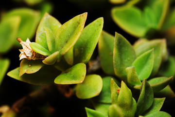 closeup of a succulent plant