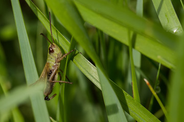 Grasshüpfer