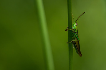 Grasshüpfer