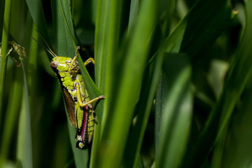 Grasshüpfer