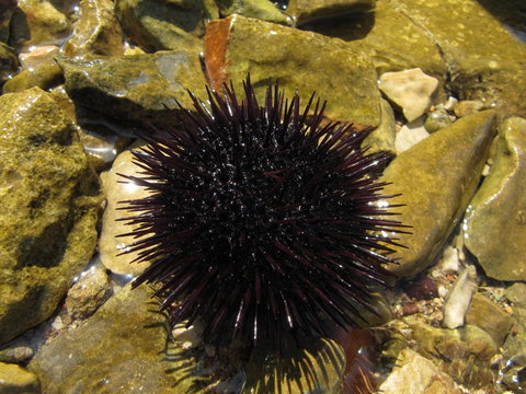 The sea urchin is on the stone near the water.