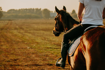 Young woman horseriding in sunset on the fields. Close up - 238211082