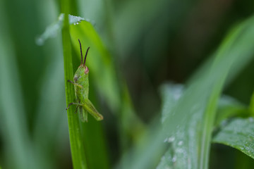 Grasshüpfer