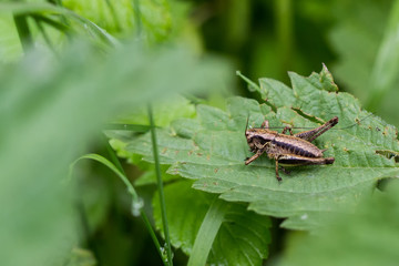 Grasshüpfer