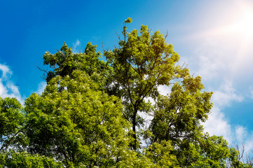 Baumkrone bei blauem Himmel und Sonnenschein