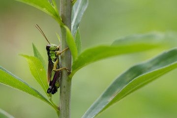 Grasshüpfer