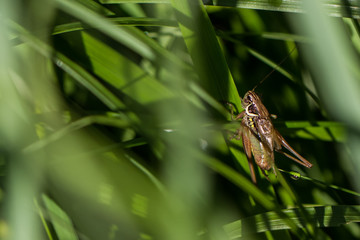 Grasshüpfer