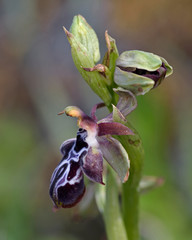Ophrys ariadne, Crete, Greece