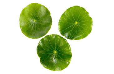 Gotu kola Close up
